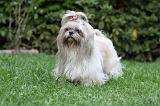 SHIH TZU 221